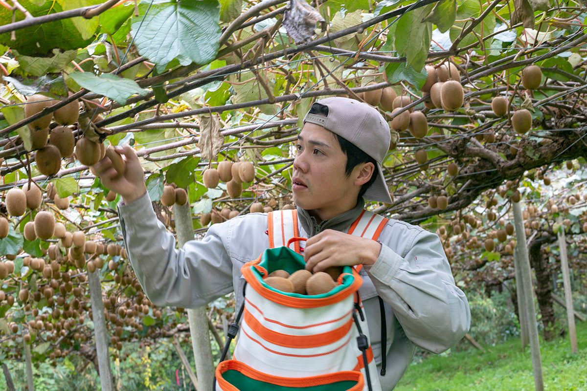 【神奈川県/自然園いしわた農場】自然農法を追求した、プレミアムなキウイフルーツ(有機JAS)
