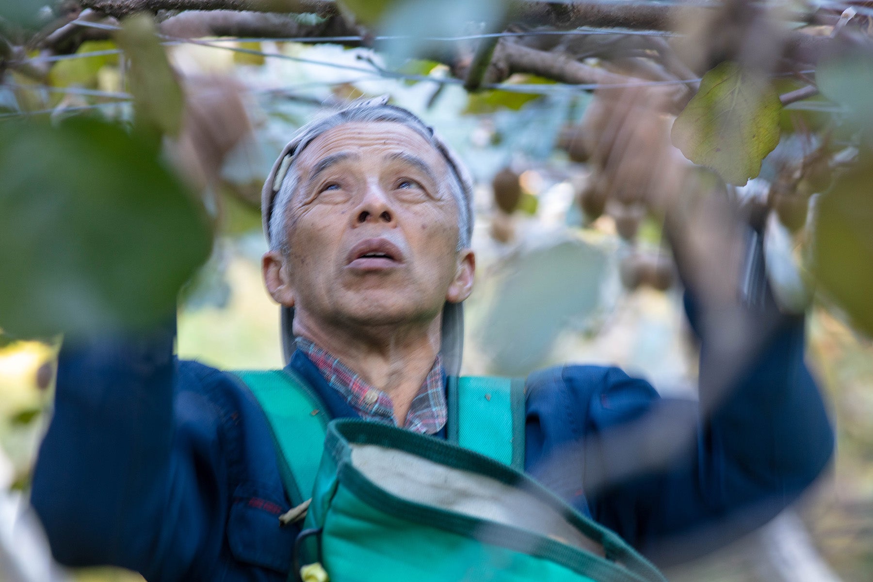 【神奈川県/自然園いしわた農場】自然農法を追求した、プレミアムなキウイフルーツ(有機JAS)