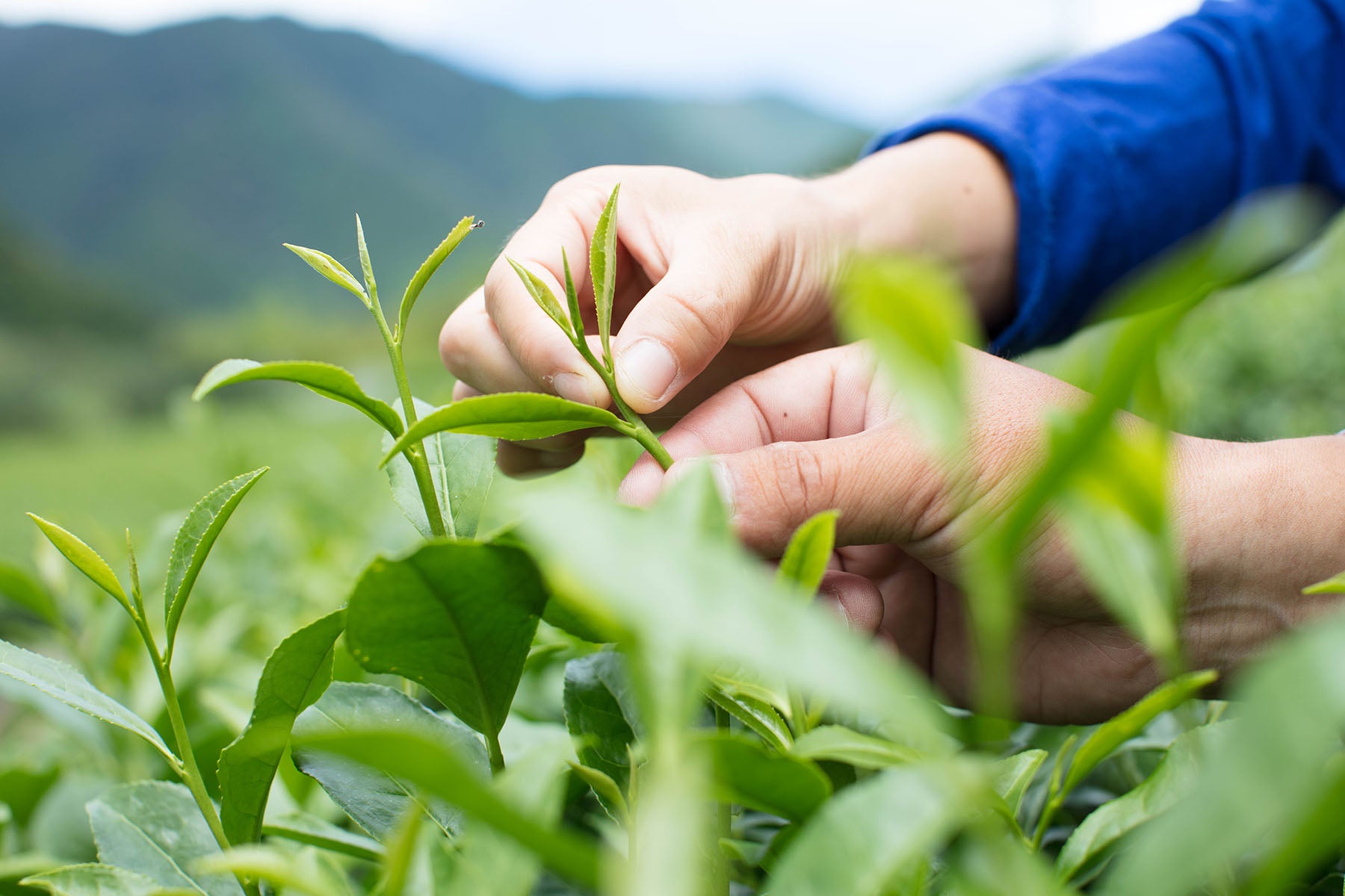 【静岡県/するが有機農場共同組合)】2026年新茶販売開始。香り高く味わい深い。静岡県産有機煎茶