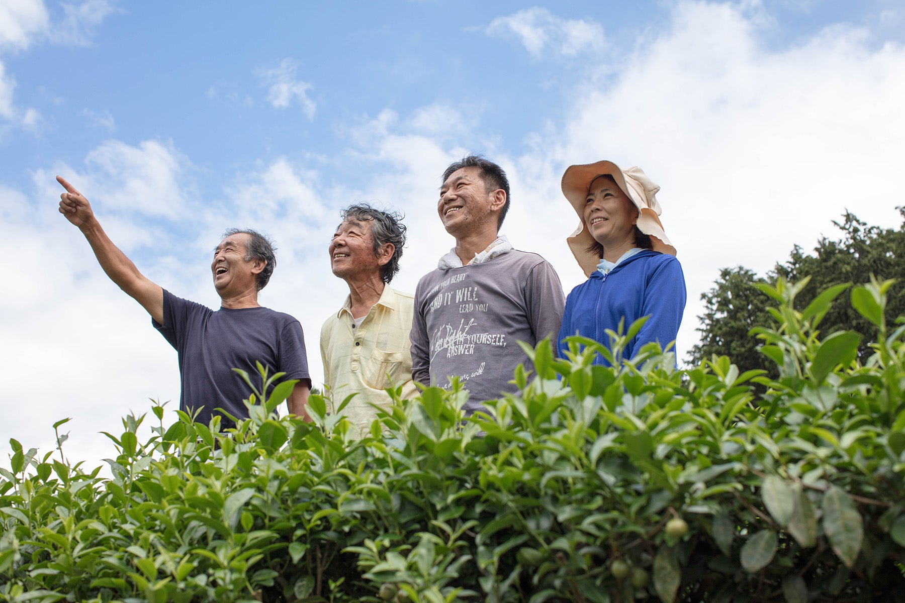 【静岡県/するが有機農場共同組合)】2026年新茶販売開始。香り高く味わい深い。静岡県産有機煎茶