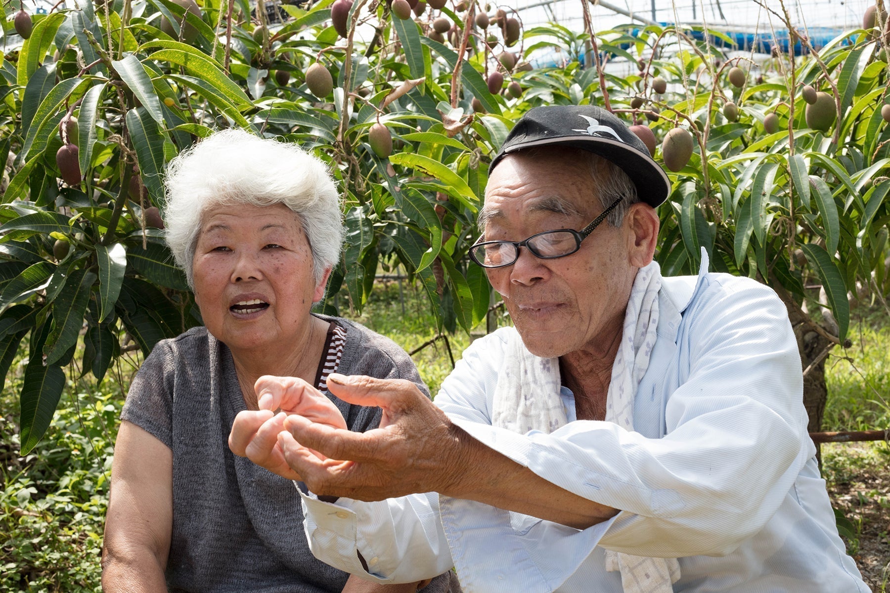 沖縄マンゴー生産研究会　Farm letter vol.25