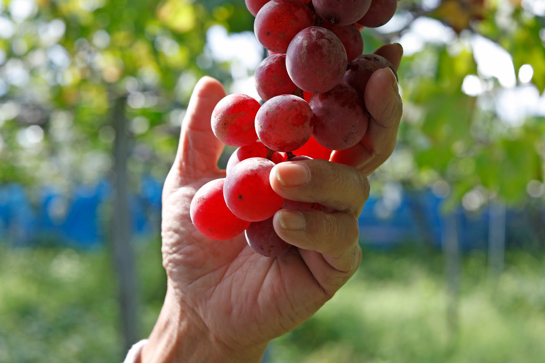 自然栽培、奔放なブドウ / Naturally grown, unrestrained grapes
