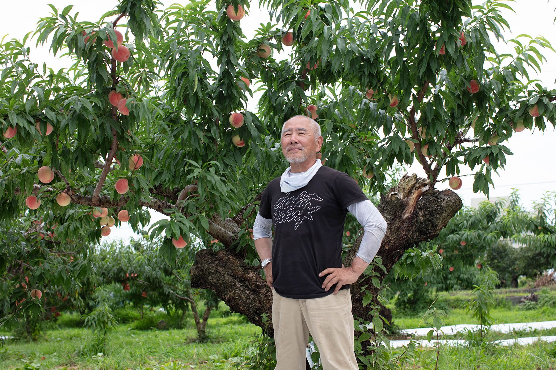 【山梨県／金果園】草生栽培、「やまなし4パーミル・イニシアチブ農産物等認証」の桃、フルーツ