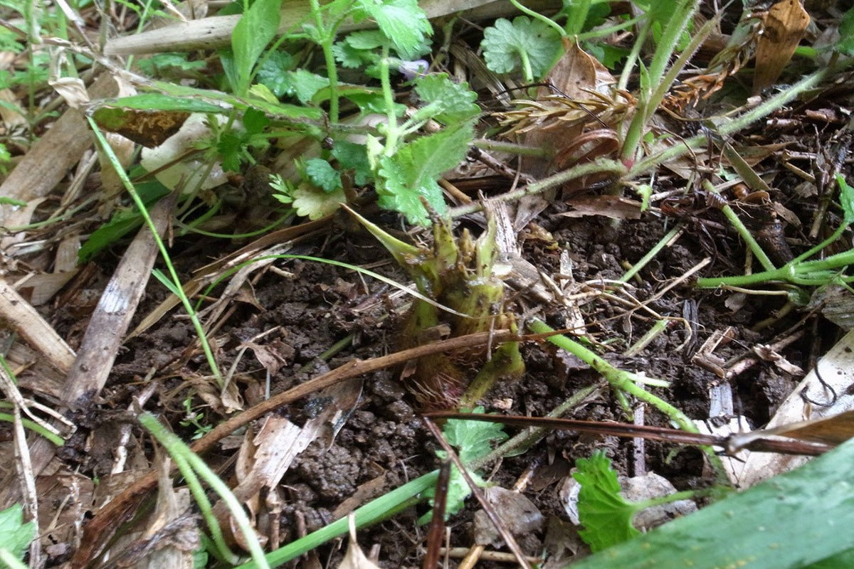 【神奈川県／自然園いしわた農場】旬は4月中旬2週間。箱根の山の麓の筍（期間・個数限定販売）