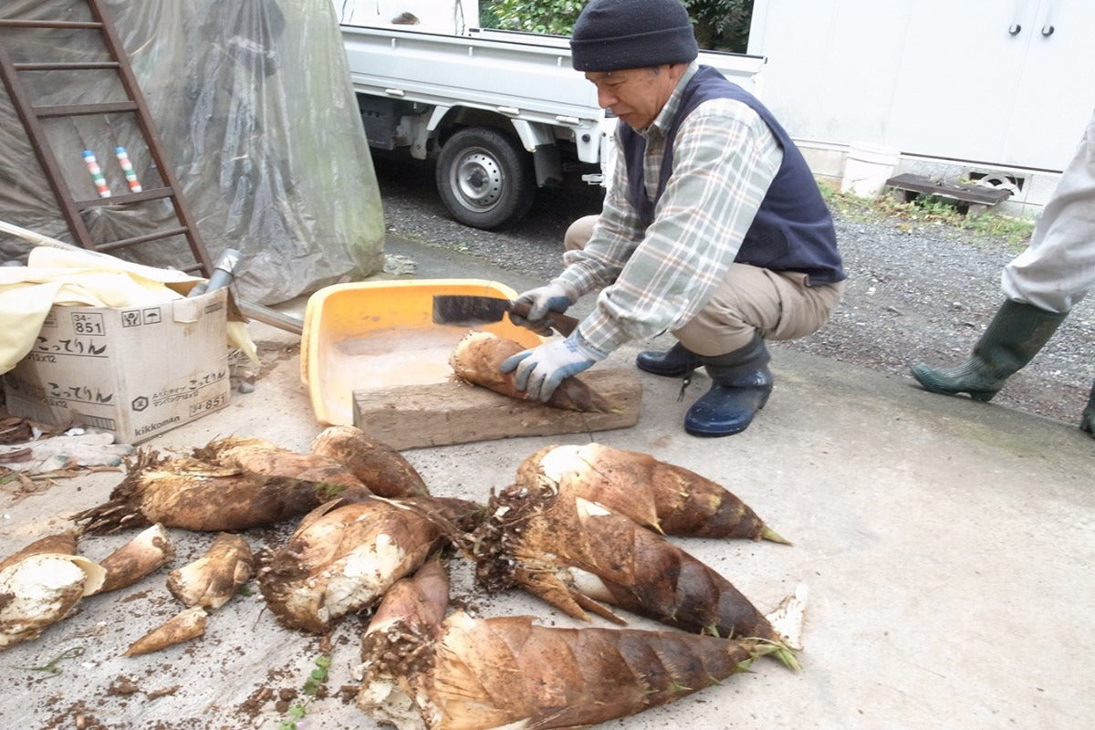 【神奈川県／自然園いしわた農場】旬は4月中旬2週間。箱根の山の麓の筍（期間・個数限定販売）