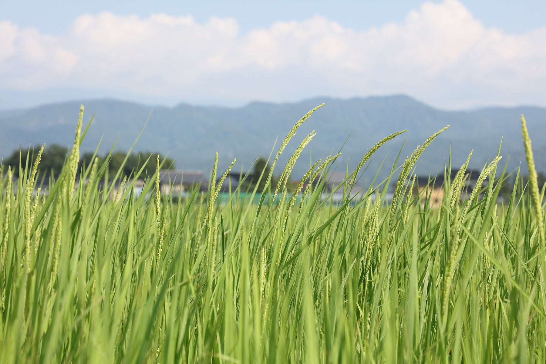 【山形県／佐久間権左衛門】自然栽培（無農薬無肥料）で育てた幻の米、亀の尾。玄米10kgでお届けします。