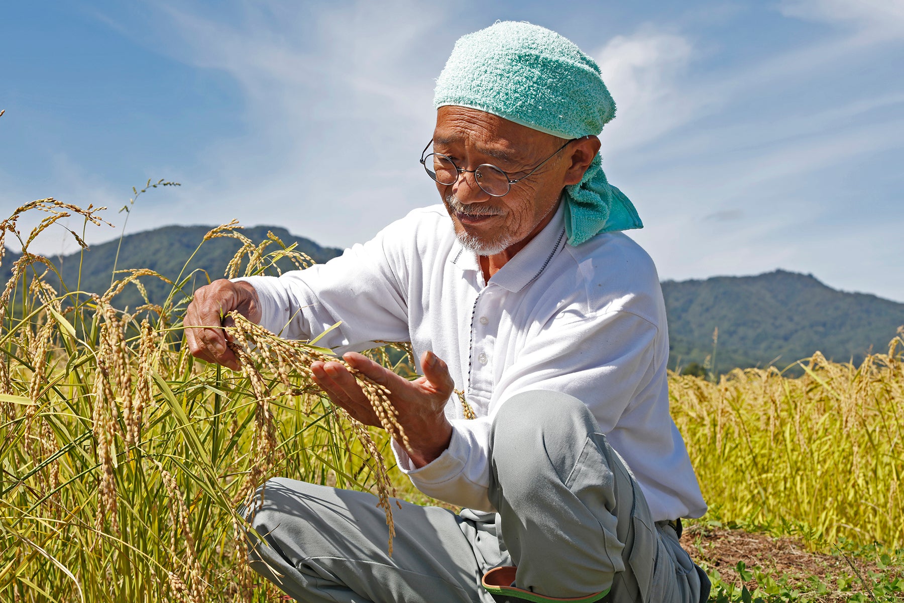【山形県／佐久間権左衛門】自然栽培（無農薬無肥料）で育てた幻の米、亀の尾。玄米10kgでお届けします。