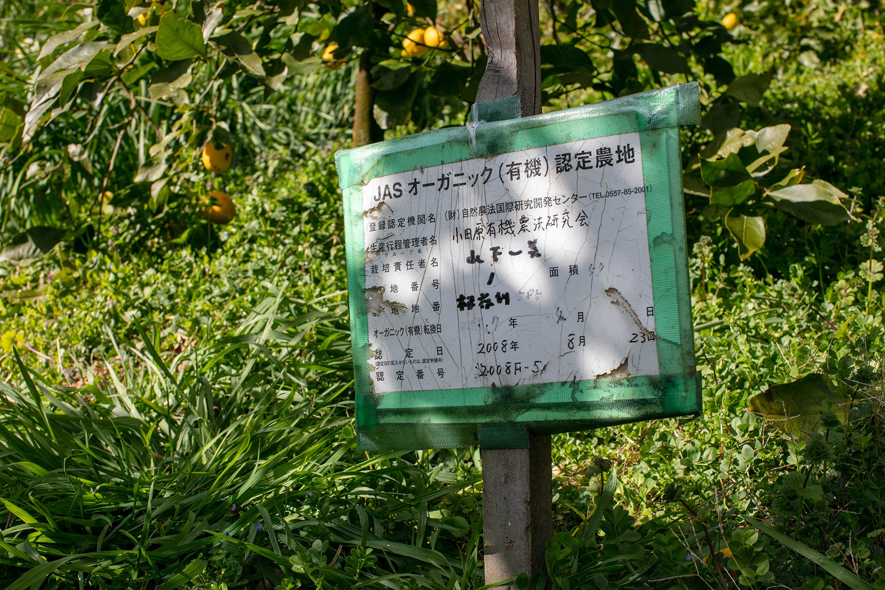 【神奈川県／レモン（有機JAS）】レモンの森から、いつも採れたてをお届けしています。