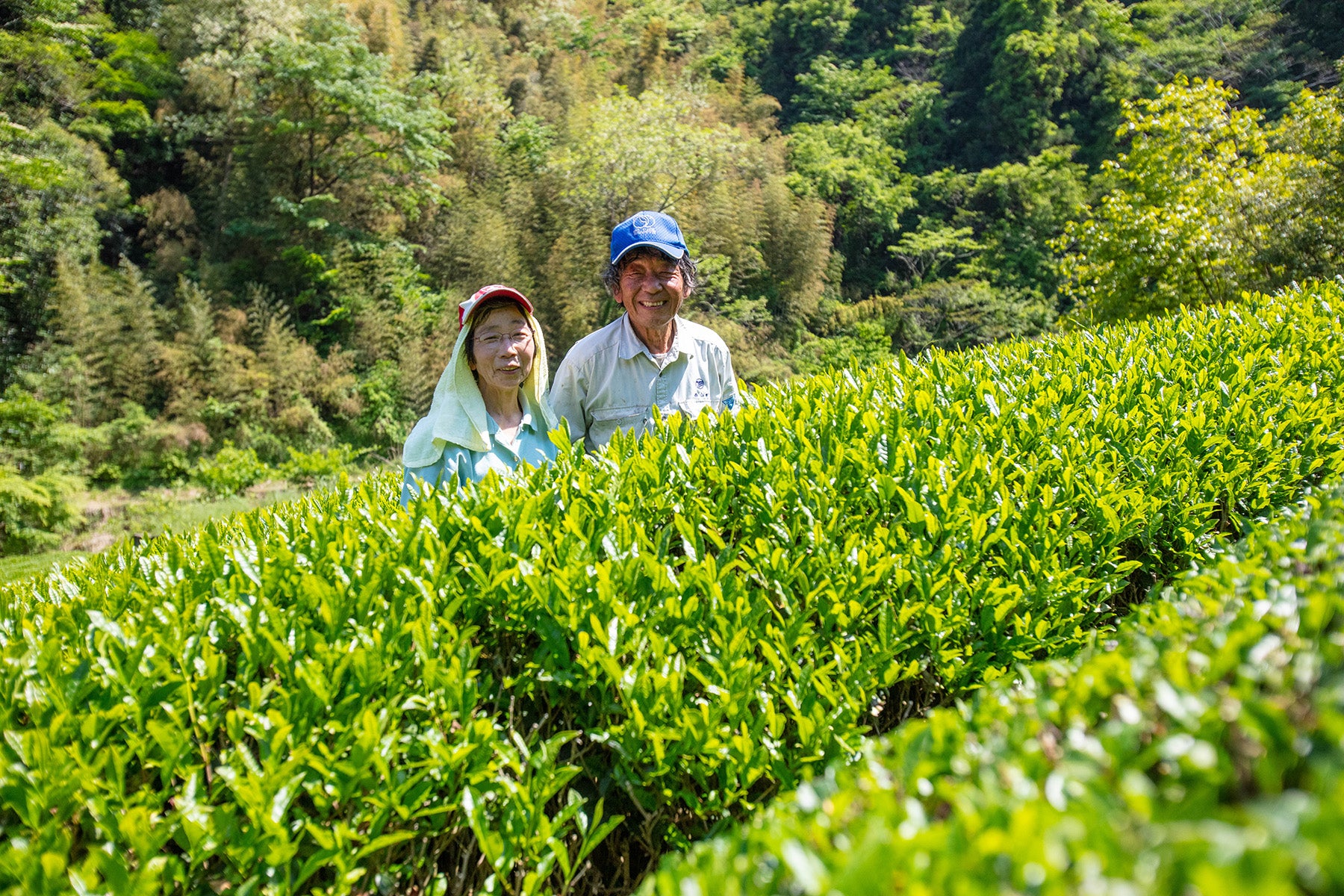 【静岡県／するが有機農場共同組合）】2026年新茶販売開始。香り高く味わい深い。静岡県産有機煎茶