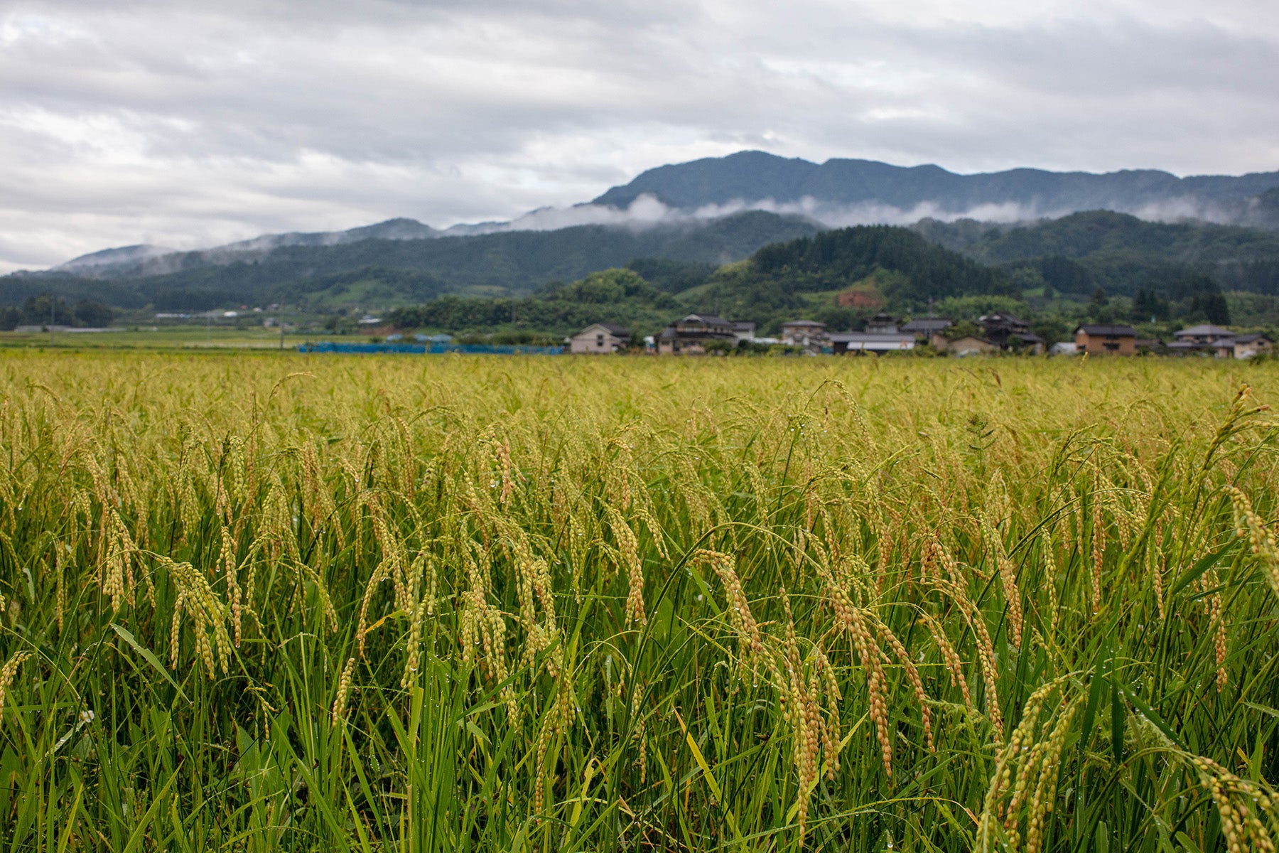 【山形県／佐久間権左衛門】自然栽培（無農薬無肥料）で育てた幻の米、亀の尾。玄米10kgでお届けします。