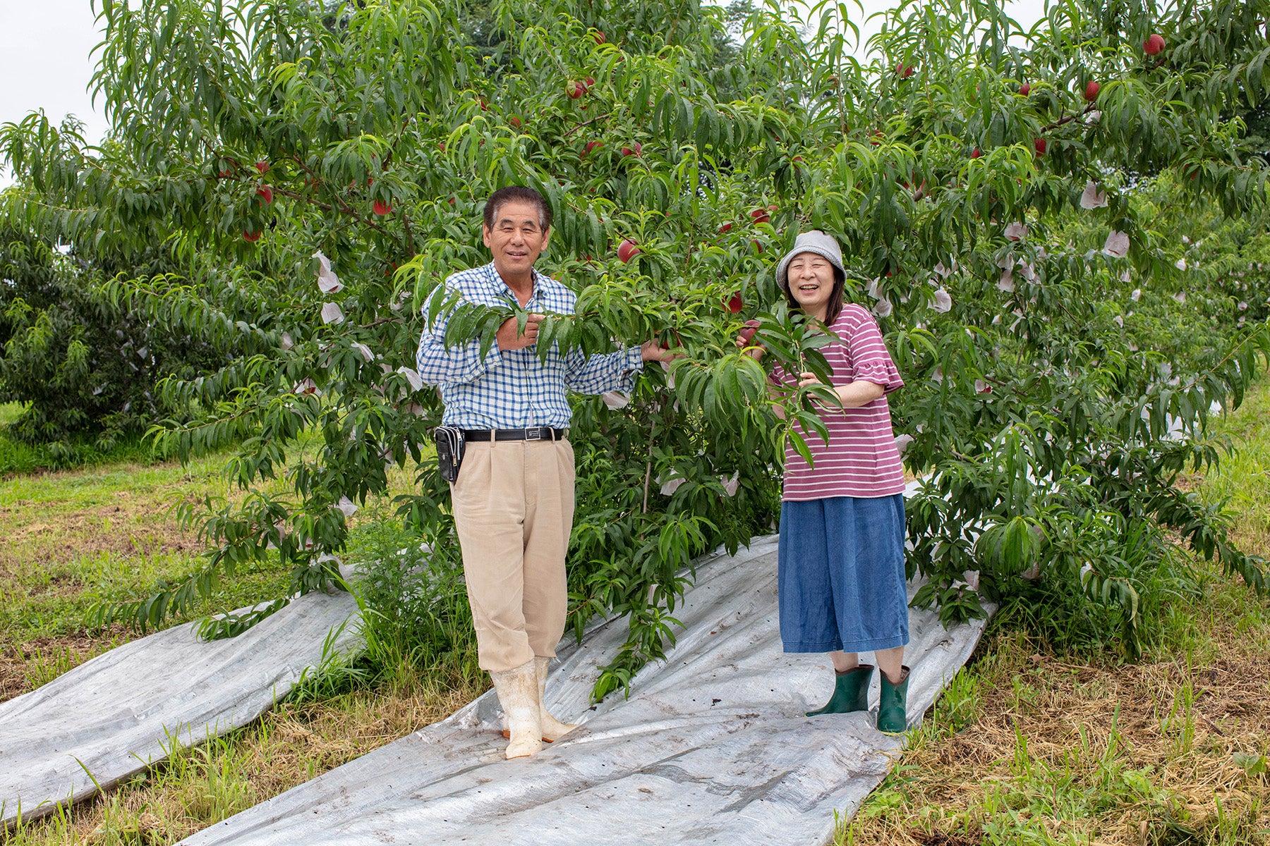 【山形県／森谷果樹園】白鳳、美郷、あかつき……。フルーツの森から桃の便りを届けます