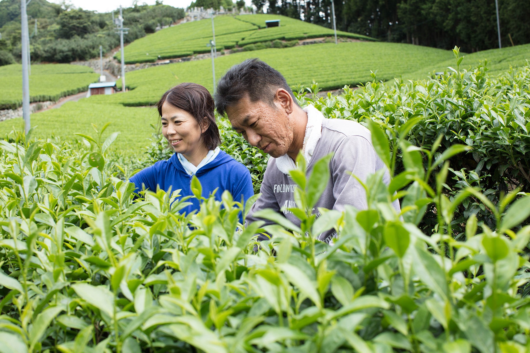 【静岡県／するが有機農場共同組合）】2026年新茶販売開始。香り高く味わい深い。静岡県産有機煎茶