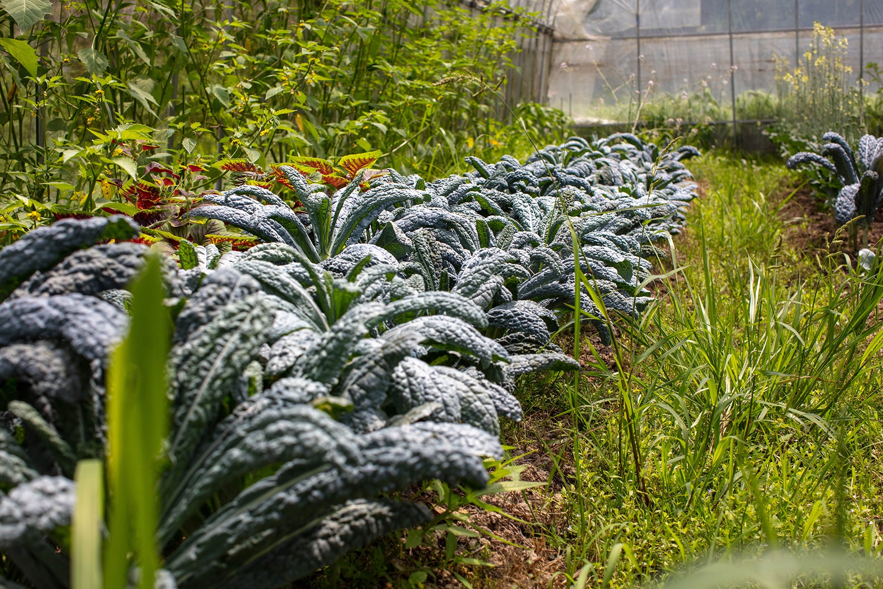 【兵庫県／Farmer's Yard】季節のミニ野菜を、カラフルなベジタブルアレンジメントに仕立てるアーティスト