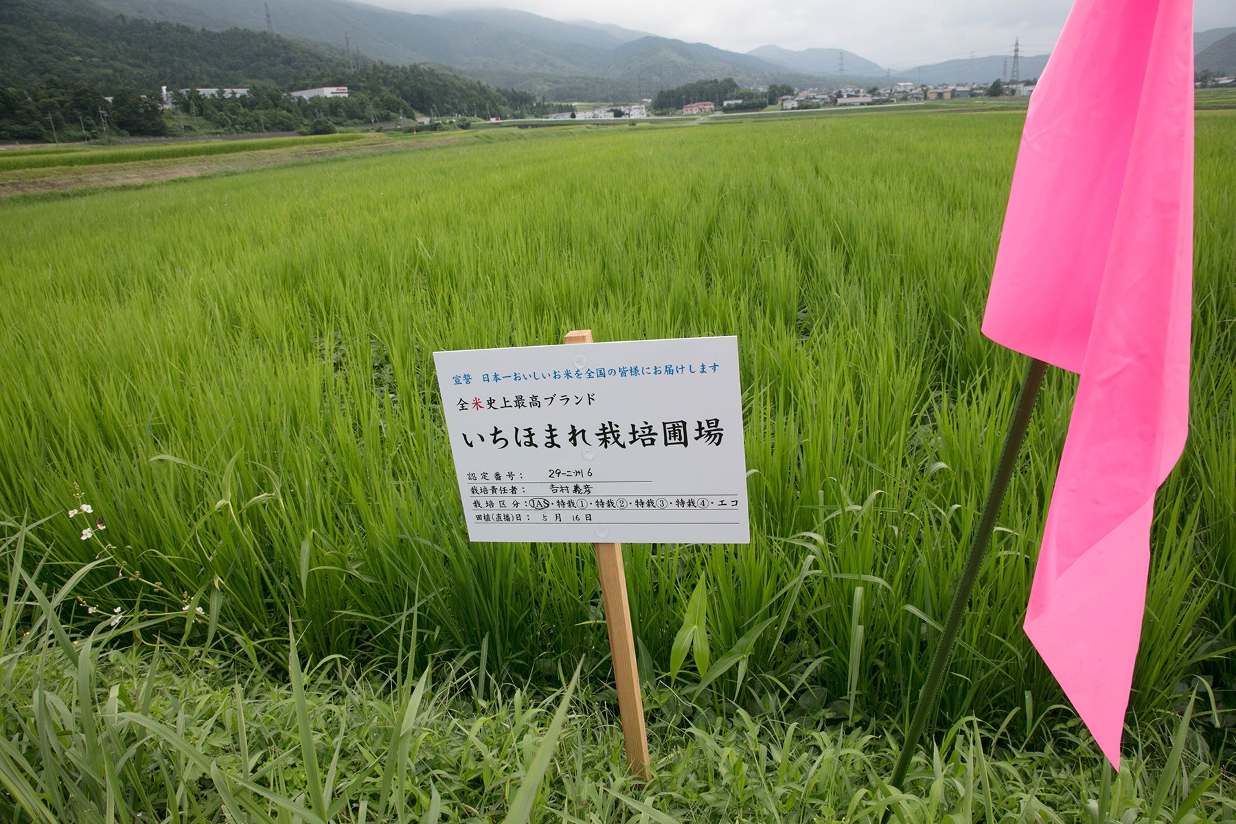 【福井県／よしむら農園】太陽と雨と川と田んぼ。自然とともに育む米